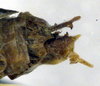 CollectionObject 1500485; ef8bd2a7-576a-4817-b6c0-1b2feff36ee8, DORSA BTmodebnS01: male cerci (holotype of Metrioptera dofleini). (CollectionObject).