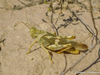 CollectionObject 1578723; 2c1c395d-18ba-4441-b8d7-f9d9fcd175d4: female (KZ: Zharmysh). (CollectionObject).