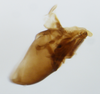 Pygofer, lateral view: !! display not done !! on Toya (Metadelphax) wetmorei (Muir & Giffard, 1924): (Observation).