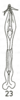 Aedeagus, dorsal view on Cumora (Cumora) appendiculata (Menezes, 1974): (Observation).
