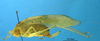 CollectionObject 1505466; ced82651-8c6e-465c-9d43-e291ac7147b7: female, lateral view (allotype). (CollectionObject).