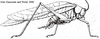 Chloroscirtus forceps Saussure & Pictet, 1897: male (from Saussure and Pictet 1899). (Otu).