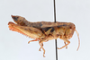 CollectionObject 2765511; CNCI 311922, 34eea099-9ec6-4c7c-be86-ade281e0f1b6: Conalcaea coyoterae. Lateral view. (CollectionObject).