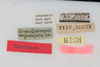 CollectionObject 1505828; 46d00773-5781-491c-9abb-7d9dd14d9757: Female, labels (syntype). (CollectionObject).
