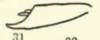 Anal tube processes on Cyclopoliarus biperforatus (Fennah, 1945): (Observation).
