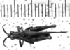 CollectionObject 1543634; bb200f2c-ad33-46e9-86e9-6fe4c9b7c870: Image Carbonell, C.S. male, dorsal view (syntype). (CollectionObject).