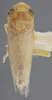 Habitus, dorsal view: !! display not done !! on Chlorotettix (Chlorotettix) fraterculus (Berg, 1879): Dorsal. (Observation).