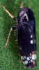 Live specimen on Neoaliturus (Neoaliturus) fenestratus (Herrich-Schäffer, 1834): (Observation).
