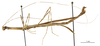 CollectionObject 1560596; f576ce52-eff4-4469-92a9-c5650757d39c: copyright MNHN, Paris. male, lateral view of synonym Ocellata festinabunda (holotype). (CollectionObject).