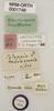 CollectionObject 1529820; 50f1a515-fcf5-4b97-a401-14cd929a492a: labels (lectotype of Tylopsis meruensis). (CollectionObject).