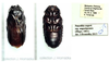 Panesthia angustipennis (Illiger, 1801): female nymph. (Otu).