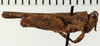CollectionObject 1574541; NHRS NRM-ORTH 13487, 26daadb0-2e9f-4b2f-8487-6734e9e28e29: female, lateral view (syntype). (CollectionObject).