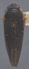 Habitus, dorsal view: !! display not done !! on Ciminius hartii (Ball, 1900): Dorsal. Male, Darker colored specimen. (Observation).