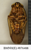CollectionObject 1572891; cca09f2a-935f-41c8-a71b-875db0925280: Copyright Natural History Museum, London. Non-type (adult male) in BM(NH). Ventral view. (CollectionObject).