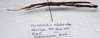 CollectionObject 1584629; ddae3ad4-79ef-43cb-a562-8c3a1e085ace: (CollectionObject).