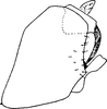 Pygofer, lateral view on Elachodelphax (Elachodelphax) metcalfi (Kusnezov, 1929): Pygofer, lateral view. (Observation).