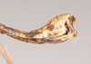 CollectionObject 1562601; NHMUK(SF IMPORT DUPLICATE) 845105, 1e438189-2f6c-48ee-830e-60c22fcab8c0: copyright Natural History Museum, London. male: end of abdomen, lateral view (lectotype). (CollectionObject).
