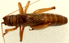CollectionObject 2046394; dc000bcb-cf6c-48b0-bcb6-8dd6d3b7f6b7: male, dorsal view (holotype). (CollectionObject).