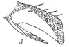 Pygofer, dorsal view: !! display not done !! on Eusceloidia v-nigrum Linnavuori, 1954: pygofer, ventrally. (Observation).