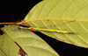 Orthonecroscia keatsooni Seow-Choen, 2016: copyright Ian Abercrombie. female in nature, Sabah, 13 June 2015. (Otu).