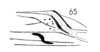 Forewing on Cyarda rex Fennah, 1965: (Observation).