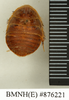 CollectionObject 1572910; 7f1c0d1a-2d9d-47b7-a9aa-b6f206ffbae7: Copyright Natural History Museum, London. Non-type (adult female) in BM(NH). Dorsal view. (CollectionObject).