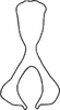 Connective on Salsocolila calvinia (Theron, 1979): Connective. (Observation).