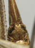 CollectionObject 1535134; 09af90a4-c577-4c09-aea9-58f904d63d96: female subgenital plate (lectotype). (CollectionObject).