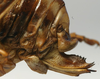 female ovipositor (holotype of Acanthoplus germanus). Depicts CollectionObject 1516904; ceed0b8e-09c1-44ad-a708-4fdbab4de5e4, a CollectionObject.