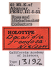 Other on Docalidia frondosa Nielson, 1979: (Observation).