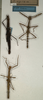 CollectionObject 1561328; NMW 471, caaa1207-753d-4ab3-b805-d3bba90f34c3: copyright NMW, Vienna. female (holotype). (CollectionObject).