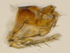 Pygofer, lateral view: (Observation).