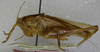 CollectionObject 1539597; 171ea815-17f5-4e39-b1d0-b0eb7953cf28: male, lateral view (holotype of Uchuca macroptera). (CollectionObject).