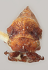 Head on Centrodontus atlas reticulatus Cook, 1952: (Observation).