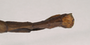 CollectionObject 1559548; NHMUK(SF IMPORT DUPLICATE) 844767, b87e6220-e950-4b3b-ae28-ae4490bb440a: copyright Natural History Museum, London. female: end of abdomen, dorsal view of Lopaphus langkawicus (paratype). (CollectionObject).