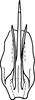 Aedeagus, ventral view on Drabescus ogumae Matsumura, 1912: Aedeagus, ventral view. (Observation).