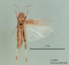 Crinita hirtipes (Uvarov, 1923): male, dorsal view (holotype). (Otu).