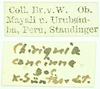 CollectionObject 1586177; a1af9267-b105-478f-bc6a-eee6c834278b: labels. (CollectionObject).
