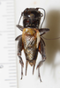 CollectionObject 1527120; 3283c9b9-e2f1-47cf-a1f0-a33a0eb1fc6d: male, dorsal view (holotype). (CollectionObject).