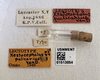 Other: !! display not done !! on Xestocephalus pulicarius Van Duzee, 1894: (Observation).