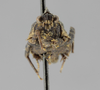 CollectionObject 1523263; f75e60ed-d7ba-44f9-9280-58d17d17f7bb: female, frontal view (holotype). (CollectionObject).