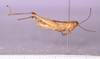 CollectionObject 1585730; 57cbb686-8635-4d2c-867e-6a3b1215706b: male, body in lateral view (no a type). (CollectionObject).