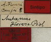 CollectionObject 1535132; 88410680-cf37-4b8f-836b-71c7238efcd2: labels (syntype). (CollectionObject).