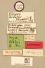 CollectionObject 1517792; 374f5dec-c663-40c9-8209-4295af669aae, NHMUK015982264: labels (lectotype of Tridactylus histrio). (CollectionObject).