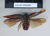 CollectionObject 1573291; 6177c8d6-da93-4891-b49d-1db7cda2f049: Copyright NHM, London. Non type, male, dorsal. (CollectionObject).