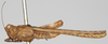 CollectionObject 1577228; d84caddf-8d94-4458-bfbd-ff582128d96e: male, lateral view (syntype). (CollectionObject).