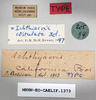 CollectionObject 1540560; 15150f73-2b48-4509-a8ae-78cbdcec4a5d: male, labels (lectotype). (CollectionObject).