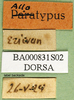 CollectionObject 1502762; 985456e2-261a-43c0-92b8-6e1594d65b38: labels (allotype of Nocarodes armenus). (CollectionObject).