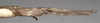 CollectionObject 1558188; eb280c4f-9518-44c3-9fde-f37664ebf608, NMW 867'': copyright NMW, Vienna. female: end of abdomen, lateral view of synonym Acrophylla oxyacantha (paralectotype). (CollectionObject).