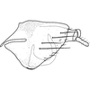 Pygofer, lateral view on Brazosa mildredireanae Pinedo-Escatel & Dietrich, 2020: (Observation).